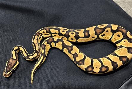 Oman foils python smuggling attempt
