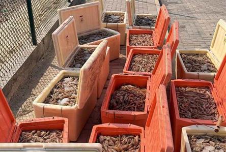 Boat with shrimps seized for violating fishing...